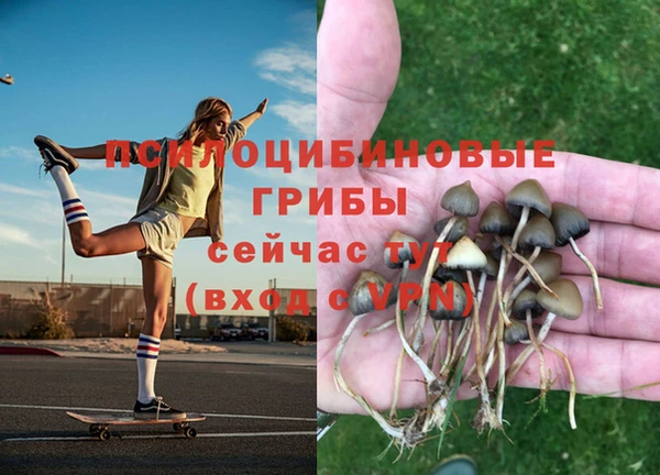 шишки Инта